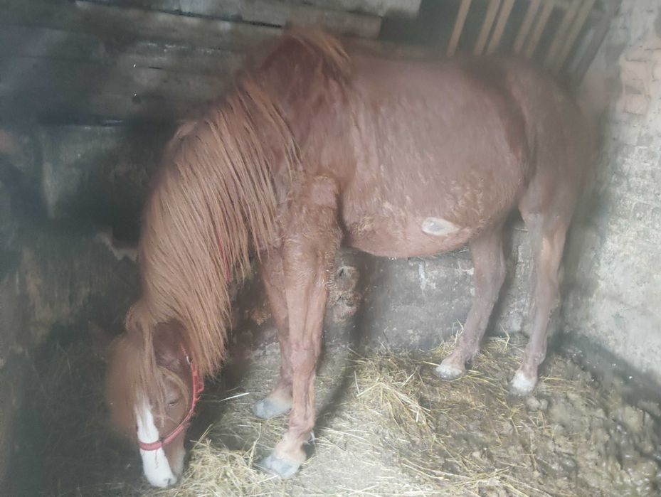 Schimb iapa gestanta 7 ani cu vaca cu lapte sau gestanta iapa trage