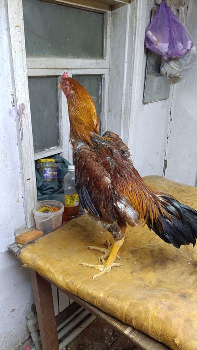 Продам боевого петуха