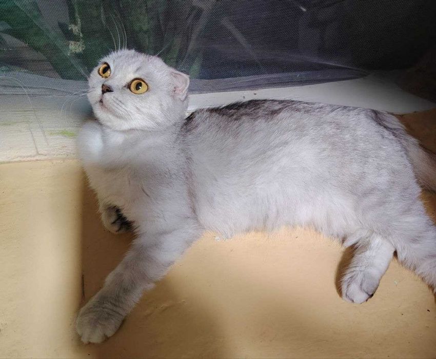 Mushuk Scottish Fold