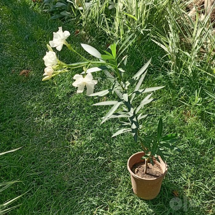 Олеандр белый, полумахровый (Nerium oleander) — 70 см