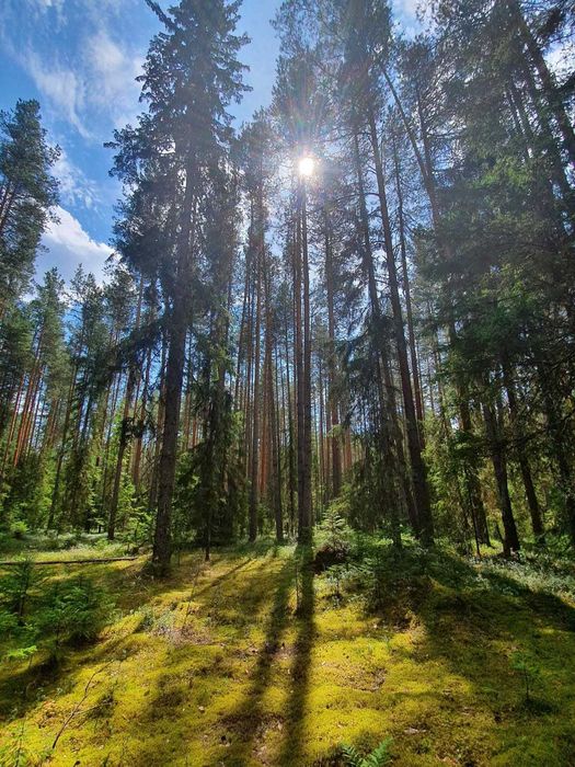 Элитный участок в Сосновом бору