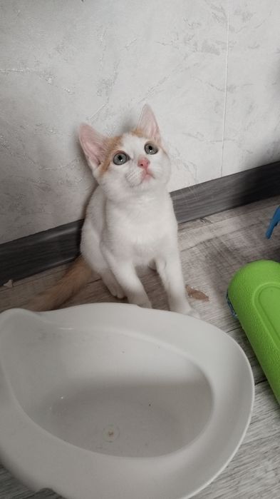 Отдам котёнка девочку в лучшие руки