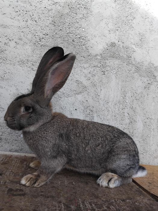 Femelă Uriaș german