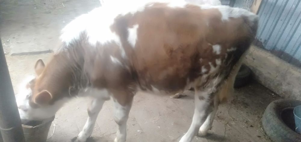 Продам корову и телёнка