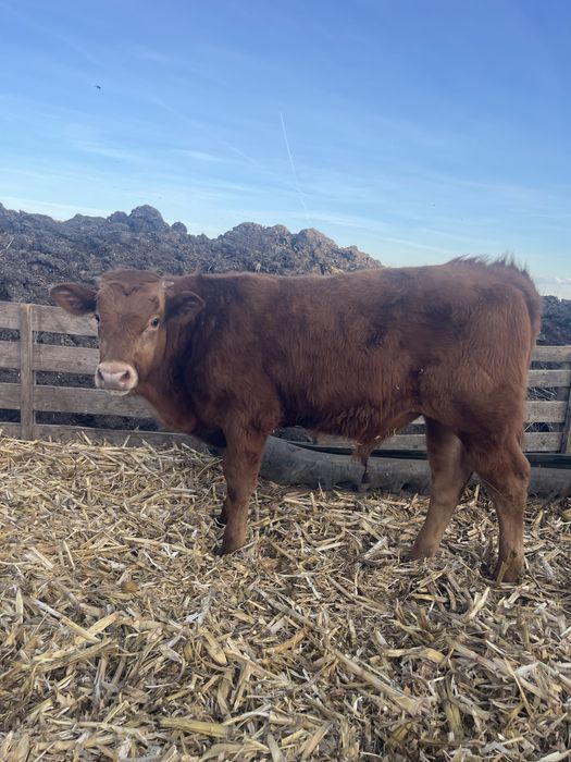 Vand vitel / tauraș