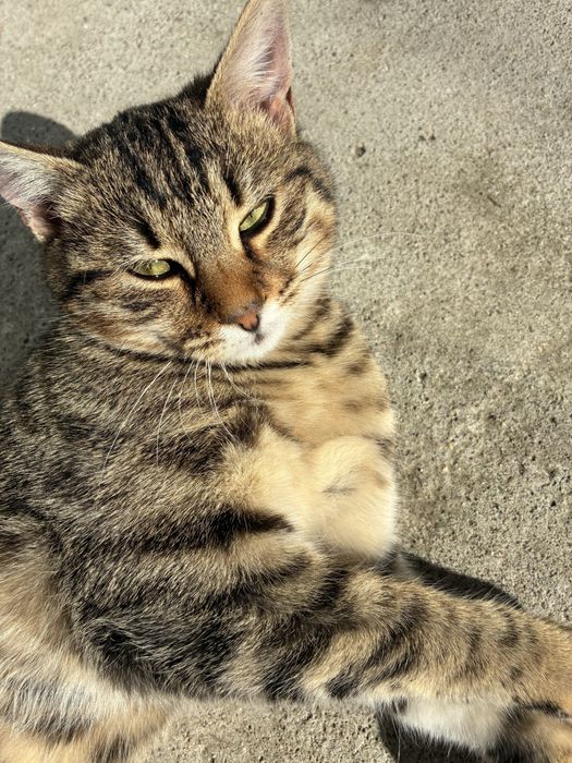 Женски котета на 5 месеца