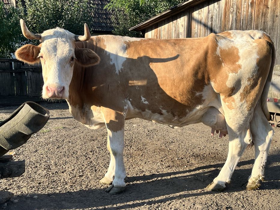 Se vinde o vaca buna de lapte si 6 capre cu lapte