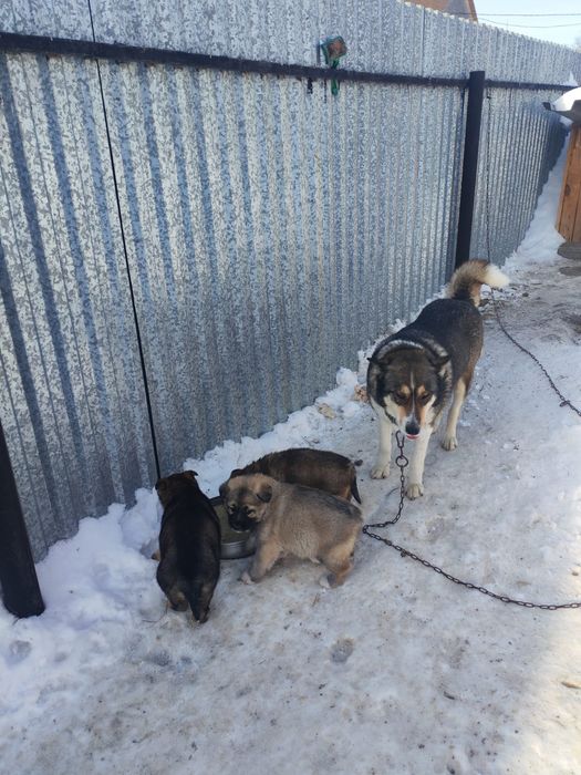 Щенки Лайки в добрые руки