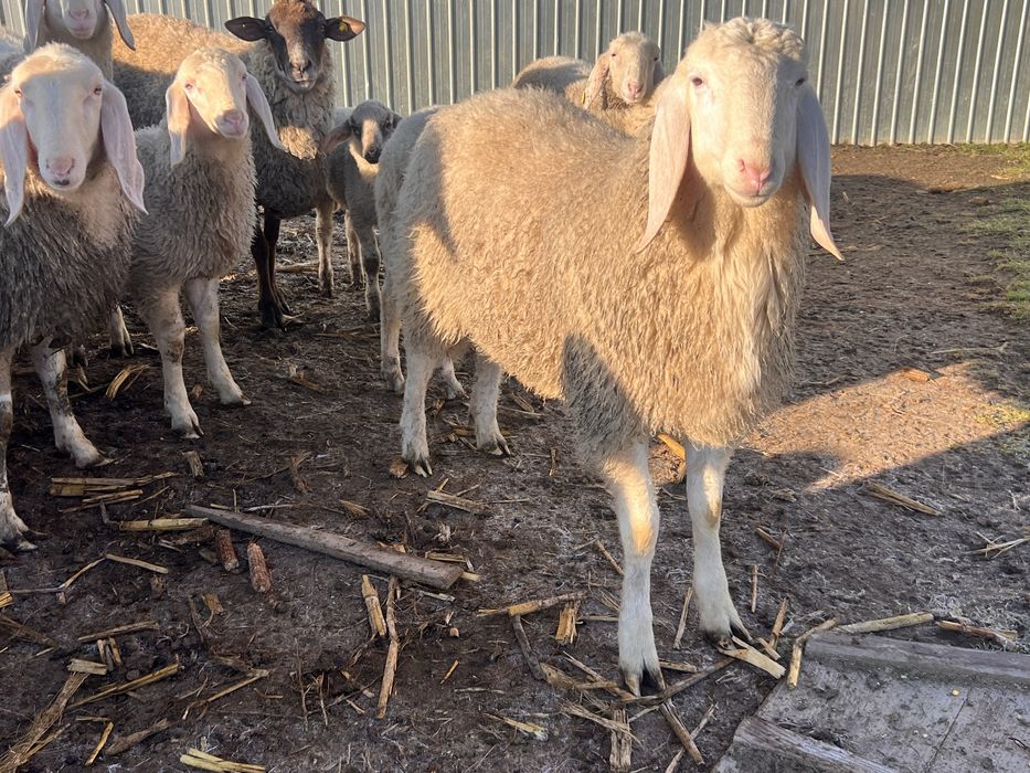 Bergamasca rasa pura