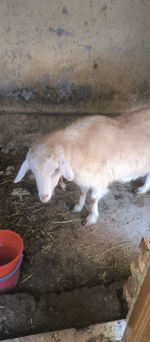 Echki коза zanin sotiladi