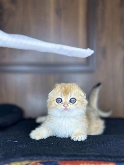 Золотая шиншила фолд