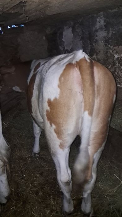 Vand 6 vitei buni si frumosi