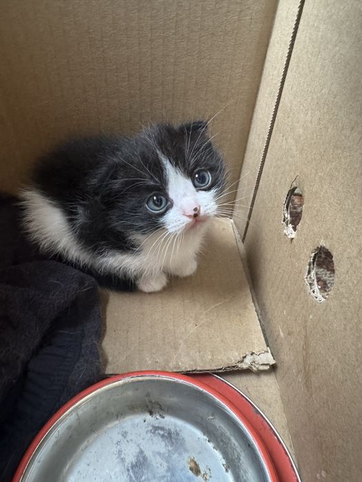Продам котят в хорошое руки