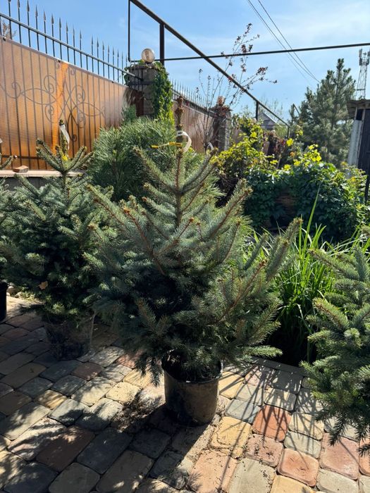 Услуги садовника в Алматы