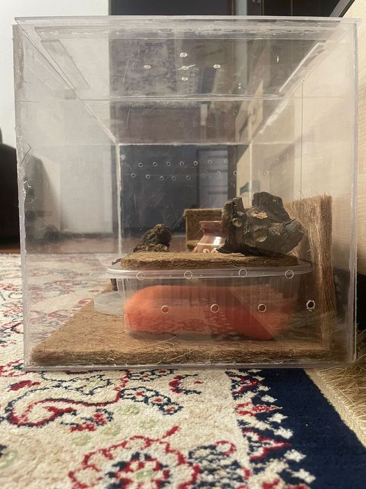 Террариум для рептилий