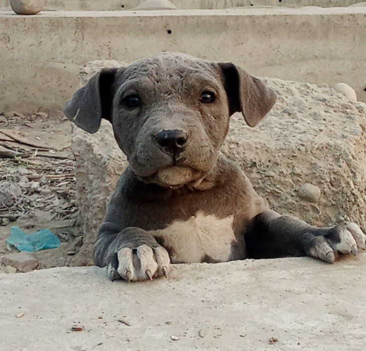 Продаётся Собака питбуль