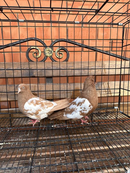 Продается голуби пара бакинских белобоких.