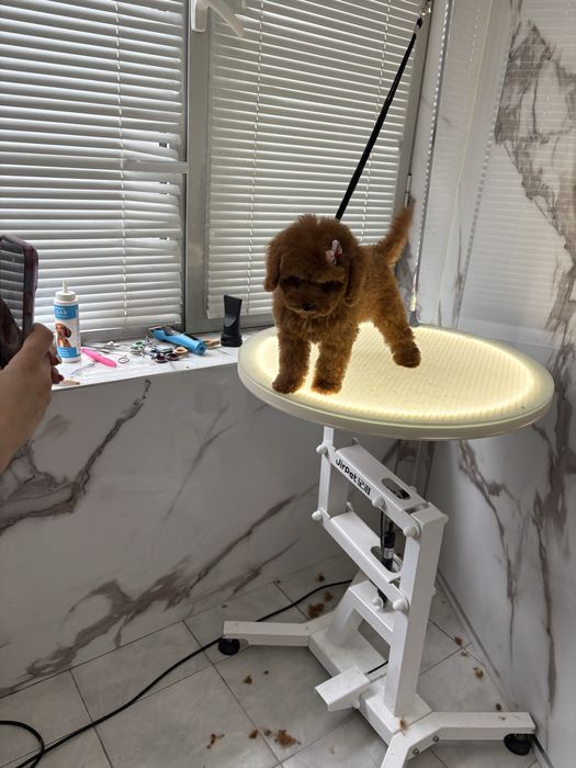 Той пудел с родословие/ Toy poodel куче