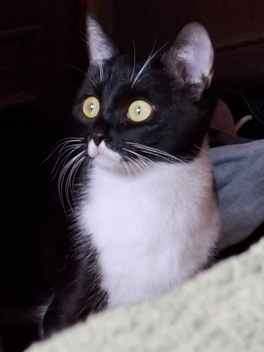 Отдам кошку в хорошие руки