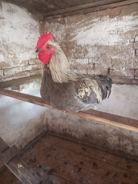 Cocoși marans  2026