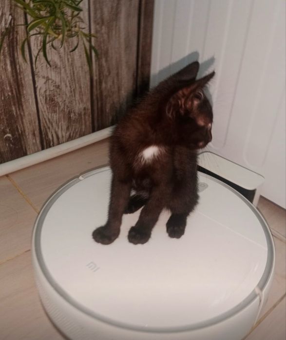 Котенок в добрык руки , мальчик