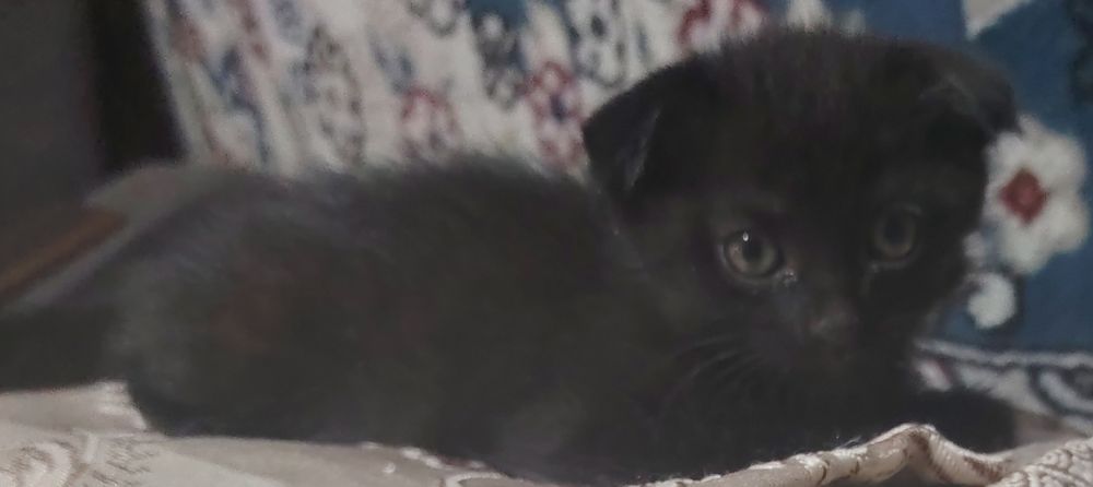 Продаються  веслоухие котята два мальчика одна девочка