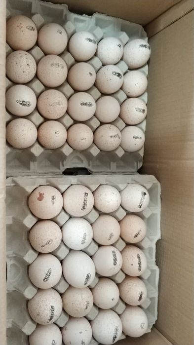 Индюшата Big6, Биг6, курка.Италия, Испания, Канада