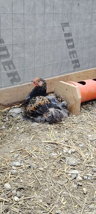 Pui Wyandotte si brahma