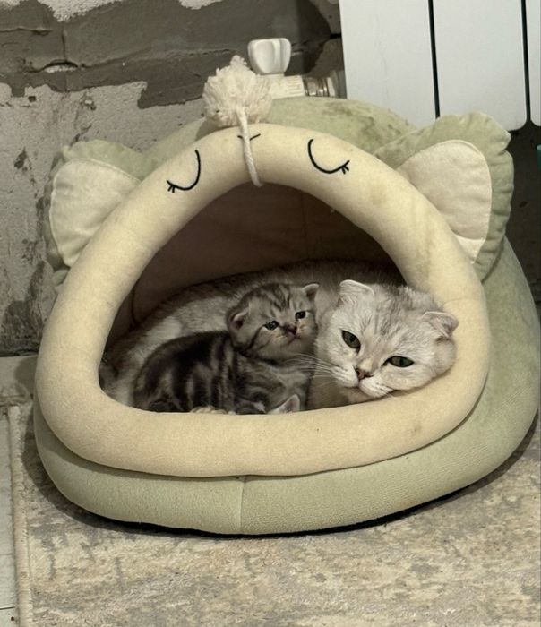 Продам котят. Осталась 2 девочки