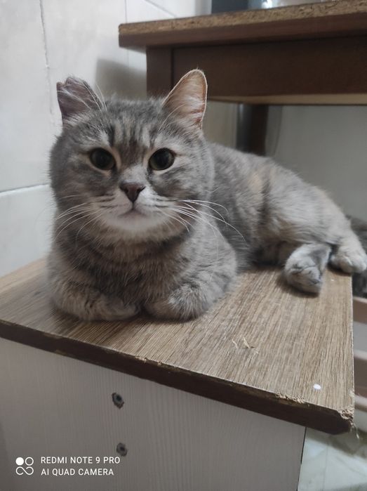 Кошечка Нюша в поиске дома.