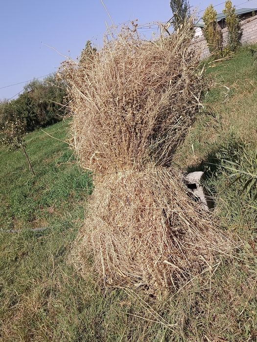 Beda srochni sotiladi