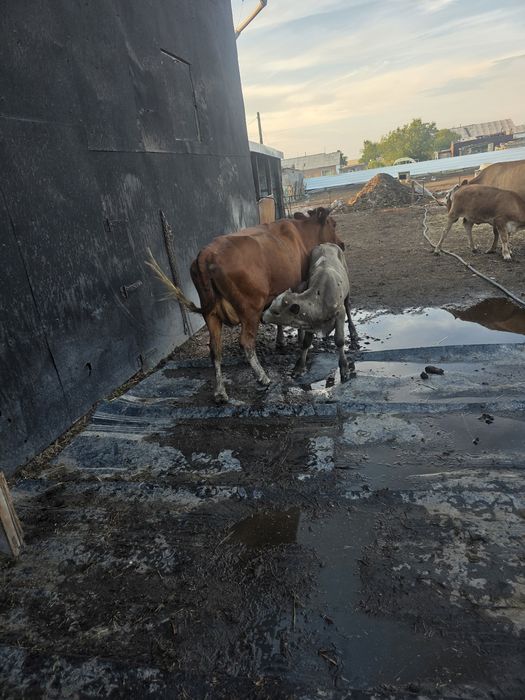 Продам КРС либо обмен