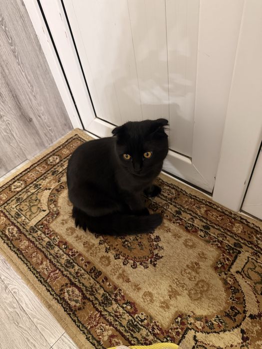 Srochno. Sotiladi. Scottish fold 8 oylik. Oʻgil bola