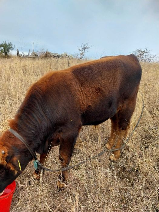 Vaca cu tauras de vanzare