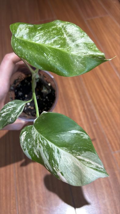 Монстера альба, шикарная вариегатность