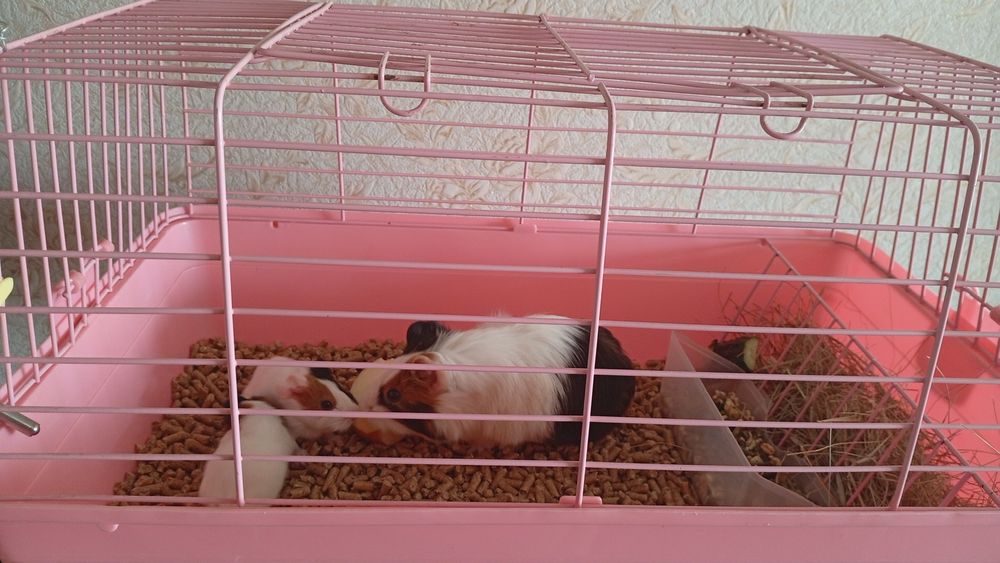 Продам морских свинок