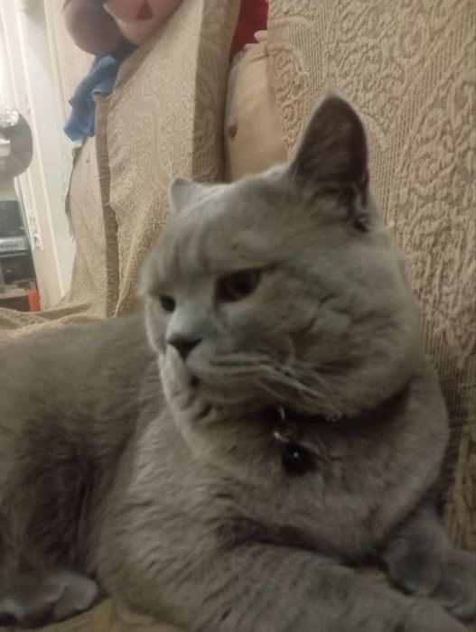 Вяска породистая