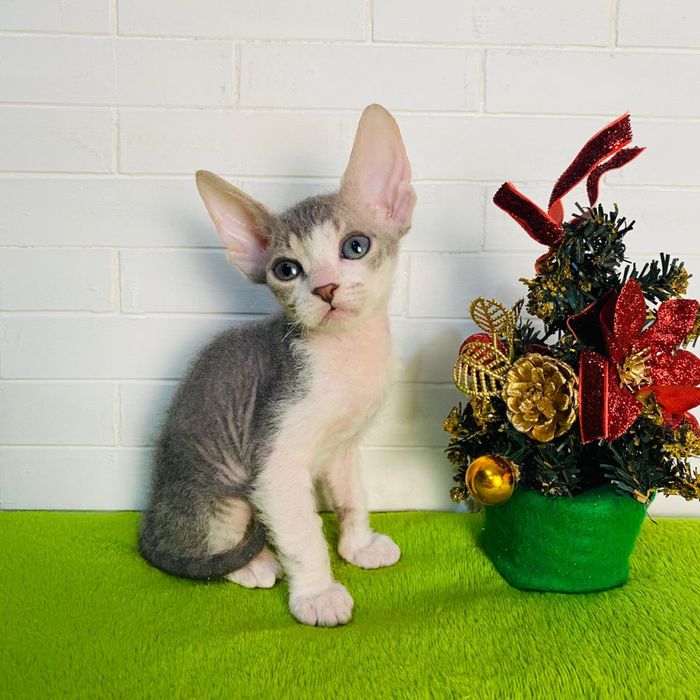 Мальчик донской сфинкс