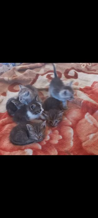 Отдам котят в хорошие руки