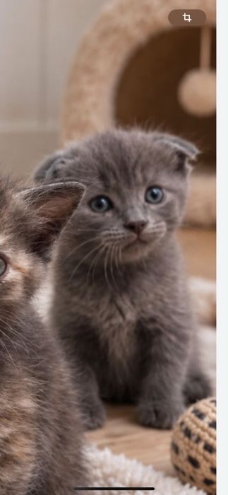 Отдам котенка , 2месяца , мальчик вислоухий