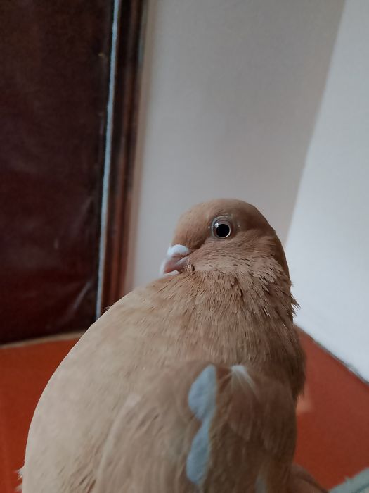 Голуби начаты  гладкие