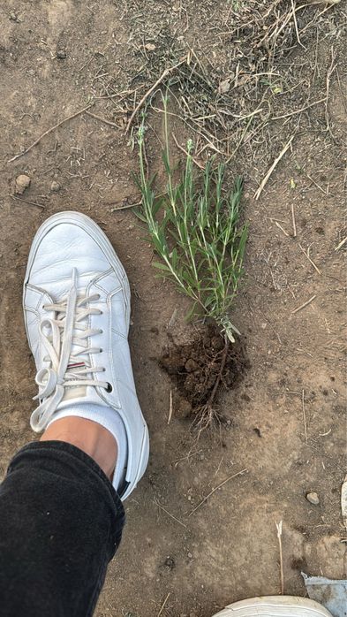 Butasi de lavanda pre-comanda