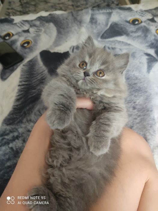Срочно продаются шотландские котята
