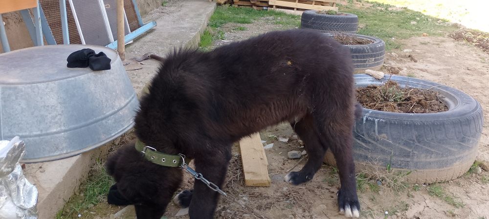 Сабака животное.