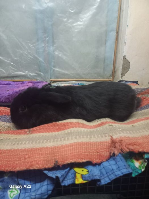 Кролики карлик quyon karlik