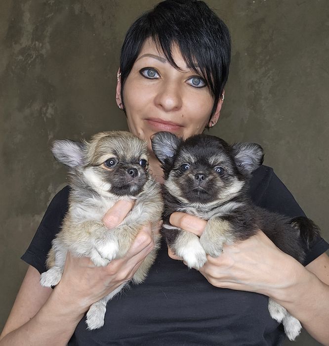 Щенки чихуахуа  мальчики