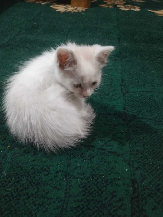 Отдам котенка в хорошие руки