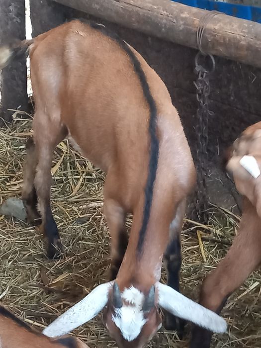 Vind iada metis alpin cu anglonubian