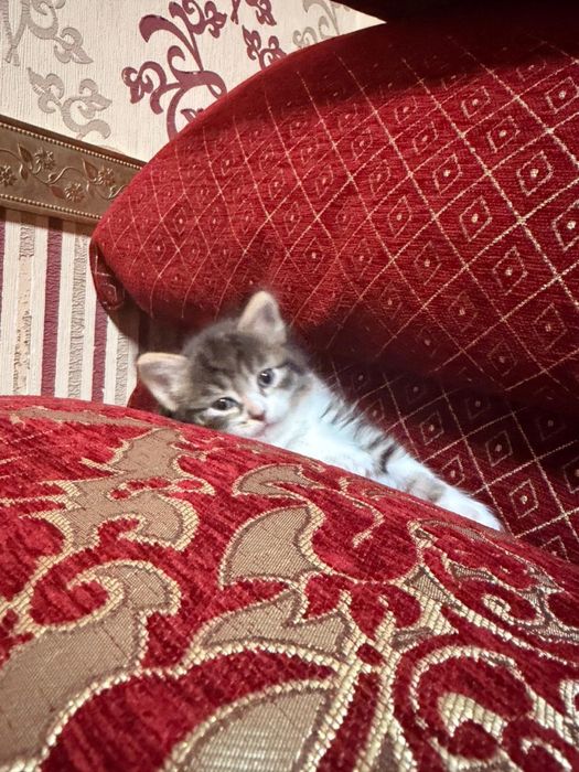 Отдам котят красивых