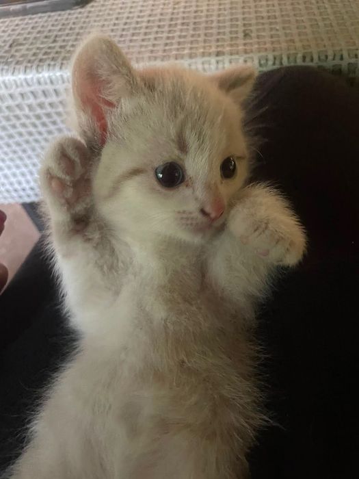 Котенок  ищет дом и ласковые руки